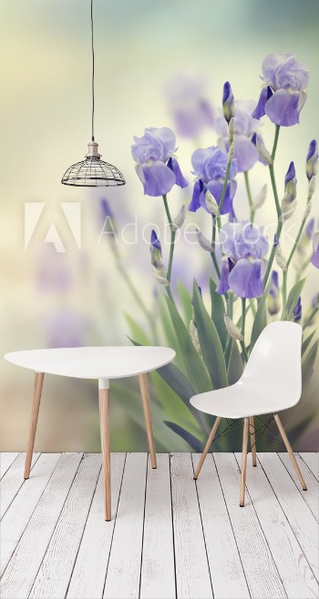 Picture of Iris Flowers